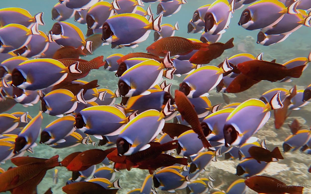 Velidhu - 2013_03_15 - IMG_0793rf_Poisson chirurgien a poitrine blanche - acanthurus leucosternon_House reef_pmt.jpg